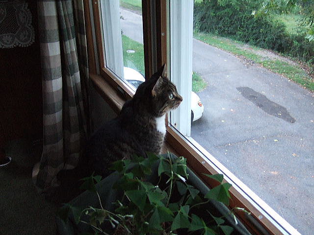 Catcat is looking outsite.