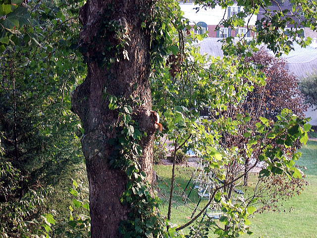 The squirrel knows things in a hole of tree.