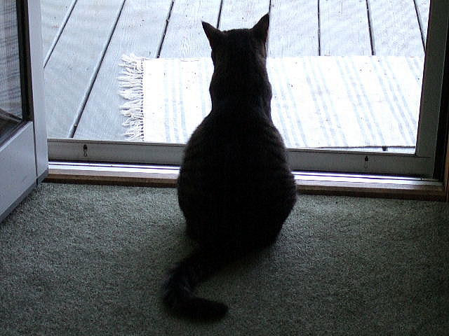 Catcat does not like outside. She prefer to look outside in the house.