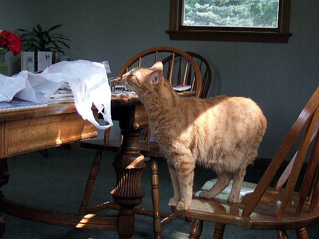 Cricket knows she can not be on the table, but there is something which get her attention there.